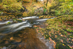 Afon Mellte Moss