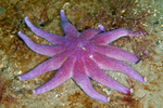 Solaster endeca (11 arms)