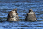 Elephant Seals confront each other in sea, Carcass Island, Falklands