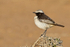 Red-rumped Wheatear