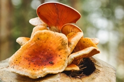 Chanterell - Cantharellus cibarius