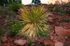 Yucca Plant