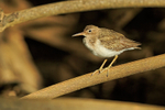 Spotted Sandpiper (non-breeding), Rio Cotos, Costa Rica