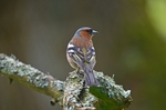 Chaffinch