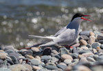 Arctic Tern calling