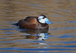 White-headed Duck