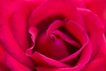 Flower -  0118