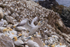 In the world of Gannets