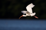 White Ibis