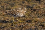 Great Snipe
