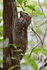 Colugo contemplating the next glide....