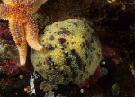 Archidoris pseudoargus