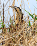 Bittern head visible above the reeds at Hatch Pond, Poole