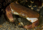 Cancer pagurus