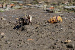 Fiddler Crab