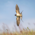 Print-Bronze Dave Bolton-hunting swallow on the turn