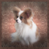 PP2  "Tika" - papillon