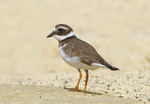 Kentish Plover.