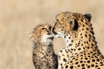 Cheetah & Cub