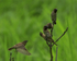 Nutmeg Mannikins (adult and juvenile), Hawaii