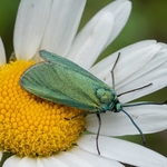 Forester moths (Adscita statices)