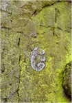 Gaerstones Lichen