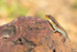 Striped Skink