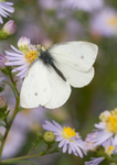 Small White - Pieris rapae RPNP0004