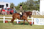 Class 1: Rising Star Small Hack/Riding Horses portfolio