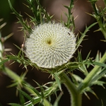 Lobelius' Thistle  (Cirsium lobelii) 