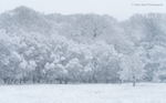 Silence of Winter