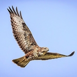 BBR-07-Common Buzzard