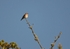 Spotted Flycatcher