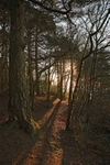 <center>The Path In the Woods</center><br>