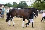 WJ6_8081