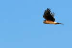 Northern Harrier (female) in flight, Bosque del Apache, New Mexico