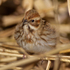 Reed Bunting (female)