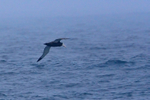 Unidentified Albatross skimming the waves in the mist