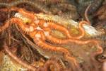 Ophiopholis aculeata