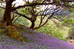Bluebell wood P1020997 horizon