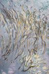 Seaweed Fronds