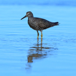 Wandering Tattler wading, Ke'e Beach, Kauai