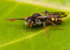 Nomada hirtipes (m)