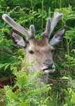 Red Deer