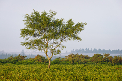 Morning divide - New Forest
