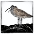 Curlew