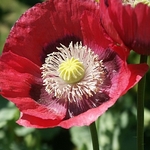 Poppy0365