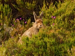 Mountain Hare (Leveret) - Lepus timidus