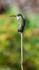 Anna's Hummingbird female