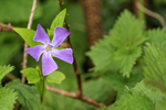 Lesser Periwinkle flower among Nettles, Hill Bottom, Dorset